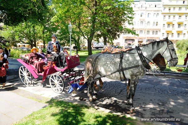 carriage ride