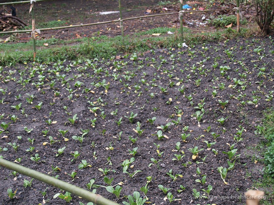 The vegetable garden