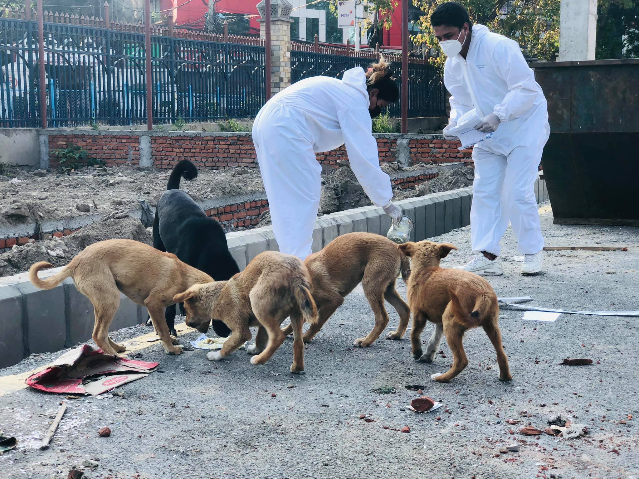 animal feeding in Kathmandu