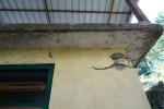 20251024 rumtek nunnery 08030 1800px